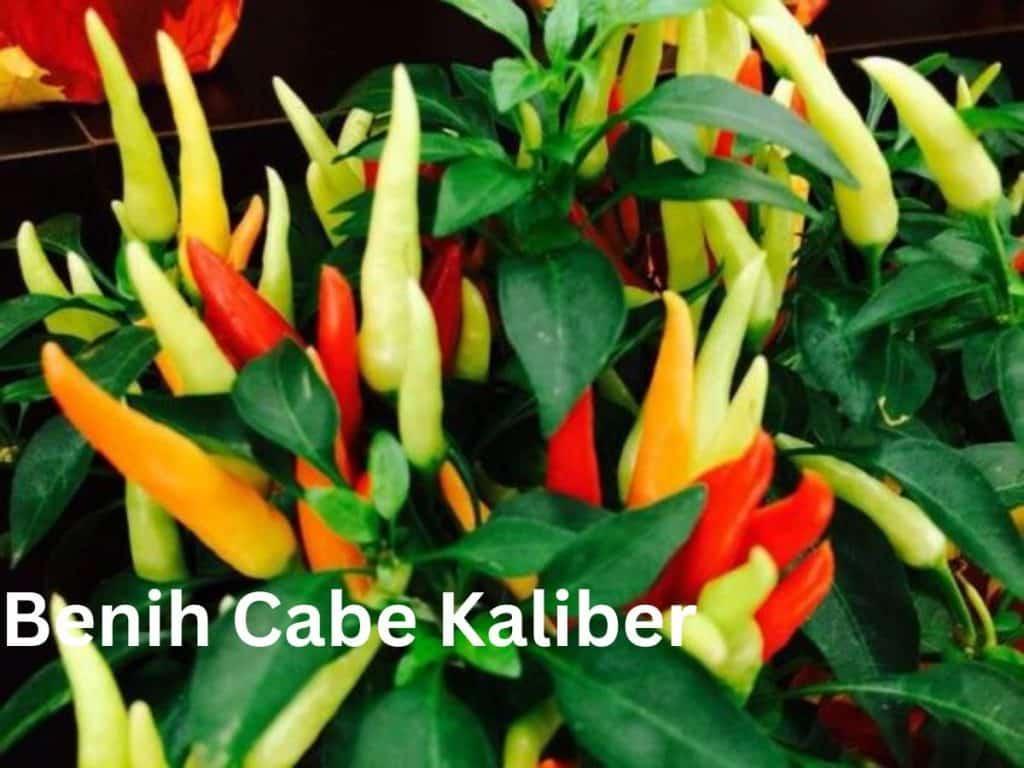 Daftar Habanero Tergacor: Pilihan Terbaik untuk Pedasnya yang Memabukkan!